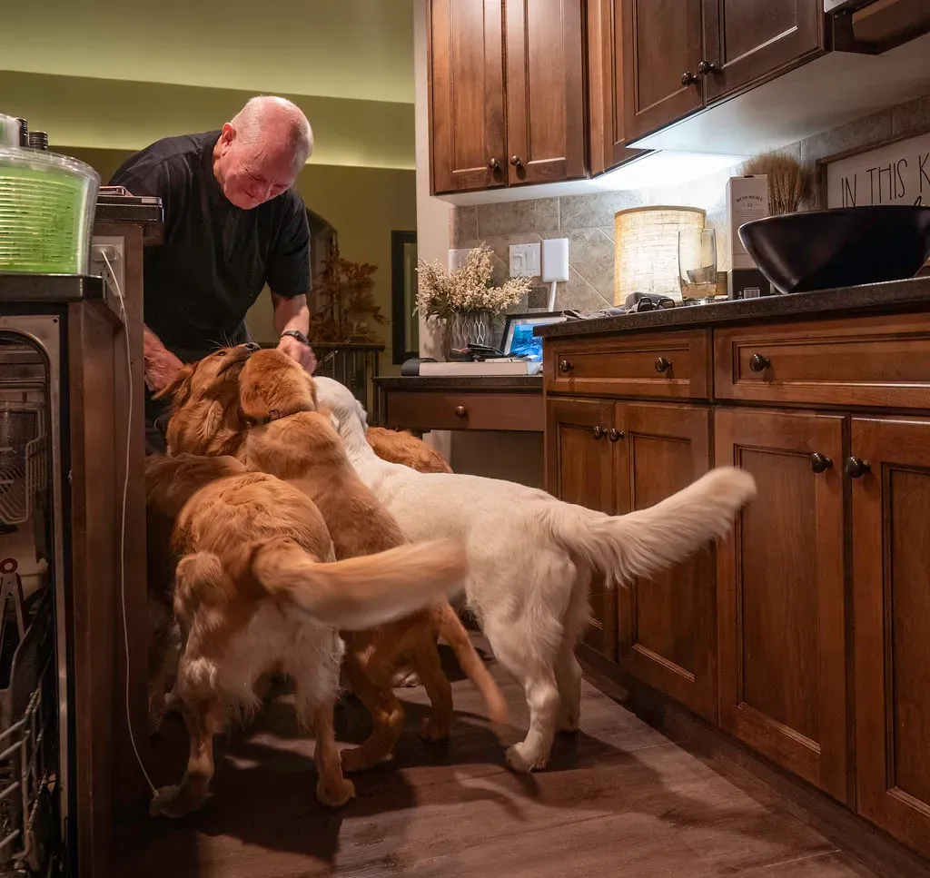#11. Golden Retriever: Warm, Willing, and Quietly Clingy (marneejill, Flickr, CC BY-SA 2.0)