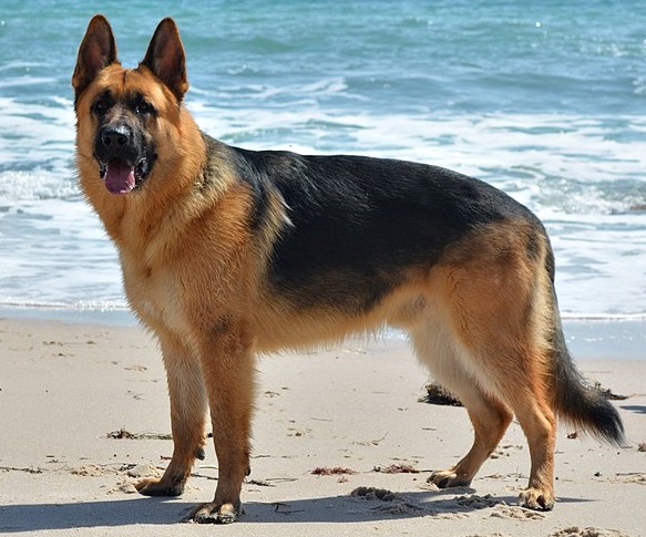 German Shepherd: The Noble Protector (Image Credits: Wikimedia)