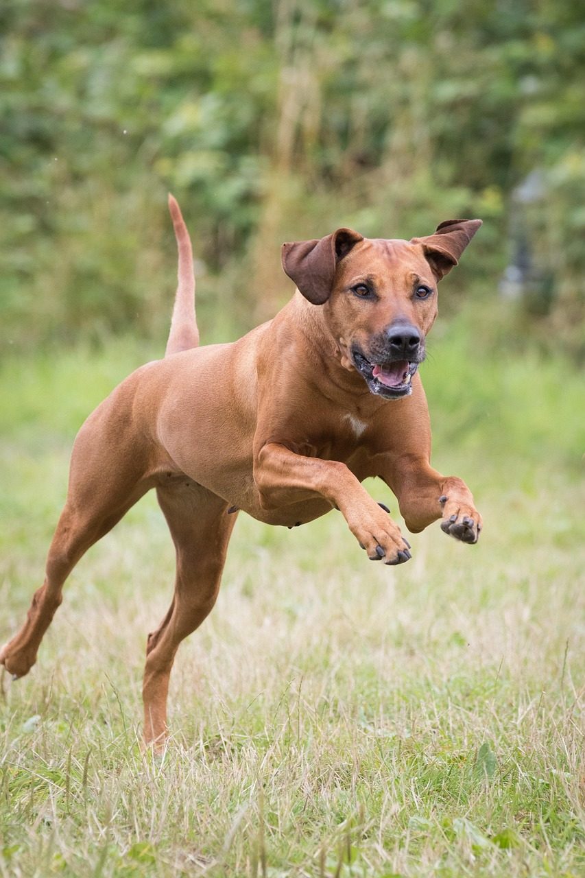 Rhodesian Ridgebacks: The Lion Hunters (Image Credits: Pixabay)