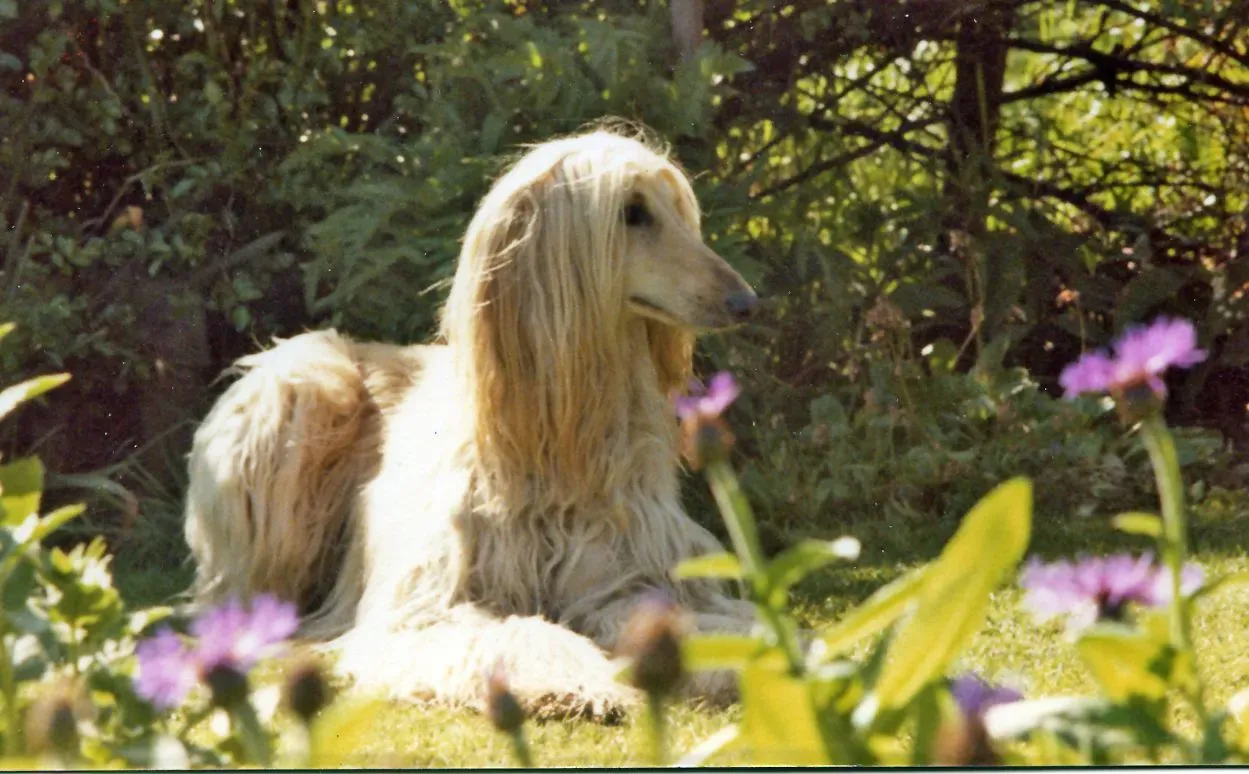 The Afghan Hound: Elegance Meets Independence (Image Credits: Wikimedia)