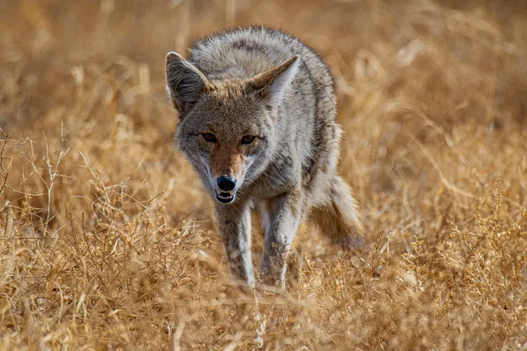 Shared Duties: How Coyote Parents Divide The Work (Image Credits: Unsplash)