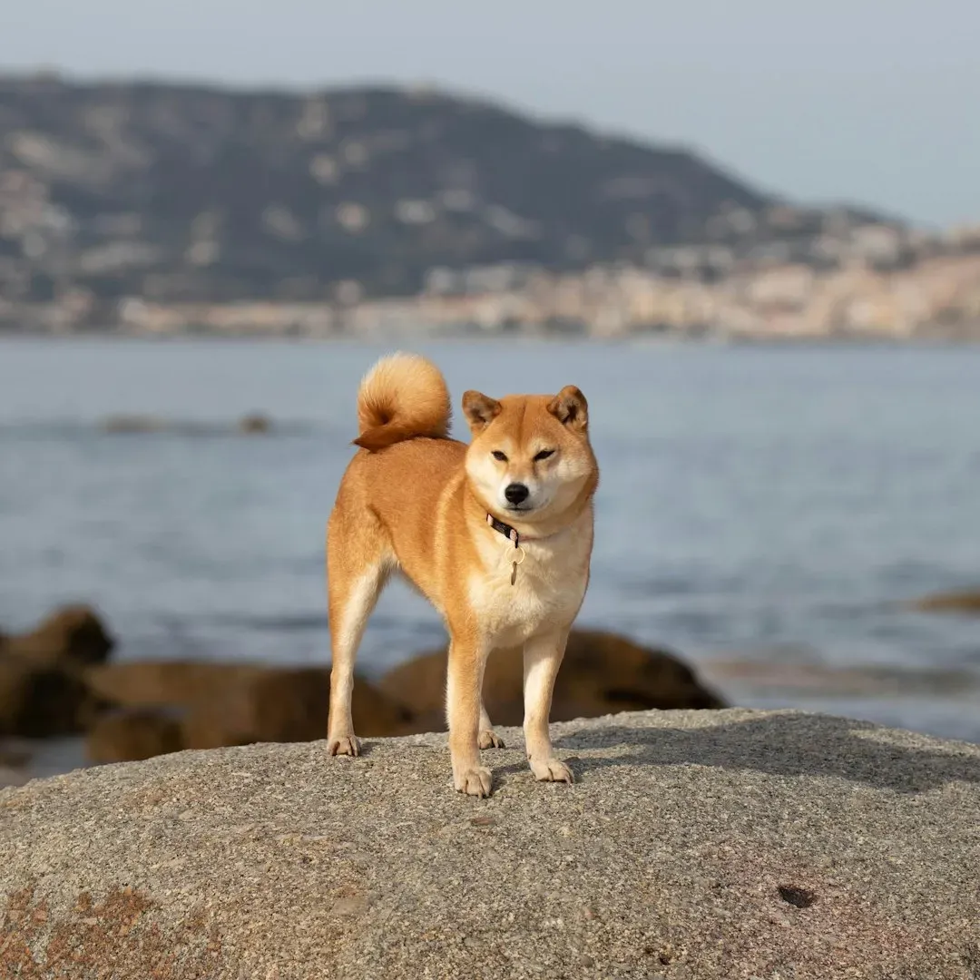 Aquarius: The Quirky Shiba Inu Doing Its Own Thing Regardless of Expectations (Image Credits: Unsplash)