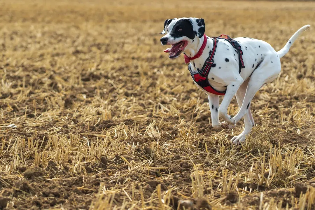 Dalmatian: Built to Run, Prone to Ruin (Image Credits: Unsplash)