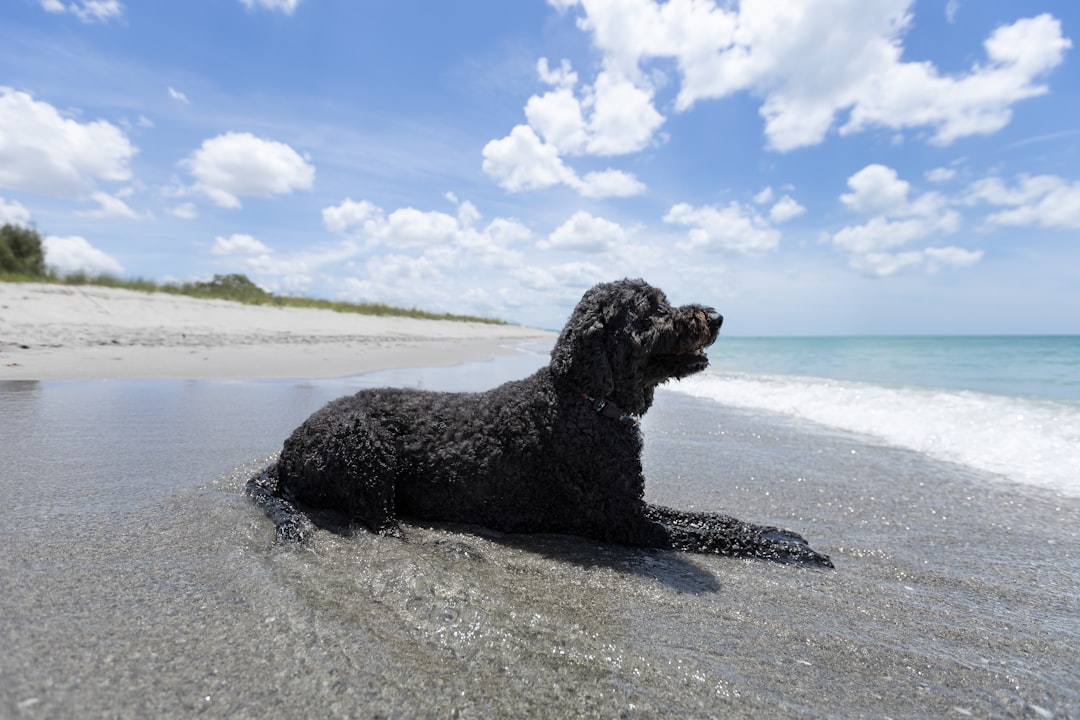 Water Dogs - The Intuitive Empaths (Image Credits: Unsplash)