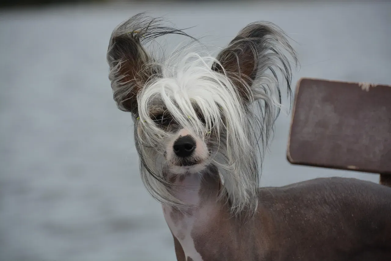 12. Chinese Crested: The Unique Breed That Quietly Lives Forever (Image Credits: Pixabay)