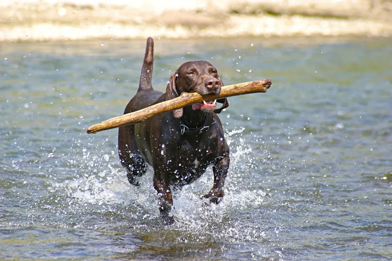 The Fetch Obsessed: The Athlete and Thrill Seeker (Image Credits: Pixabay)