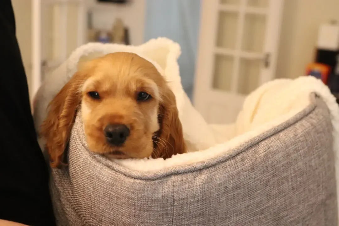 Choosing the Right Heat Source for Winter Conditions (Image Credits: Unsplash)