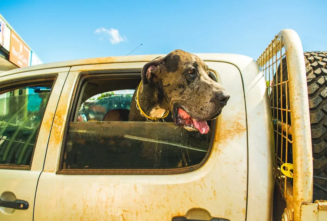 #13 - Sacrificing Your Car (and Your Trunk) to the Dog (Image Credits: Unsplash)