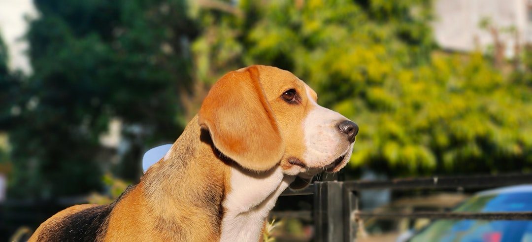 Beagle: The Friendly Explorer (Image Credits: Unsplash)