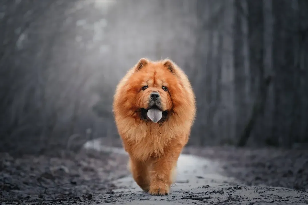 14. Chow Chow – The Dignified Distance-Lover (Image Credits: Unsplash)