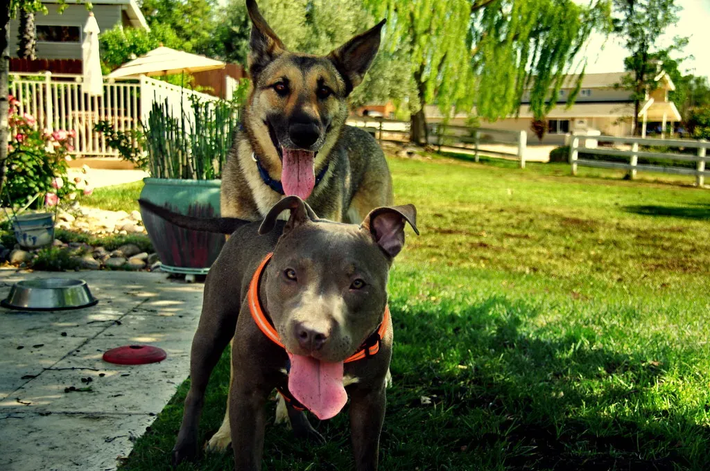 What to Do If Your Dog Overheats: First Aid Steps That Matter (jvoves, Flickr, CC BY 2.0)