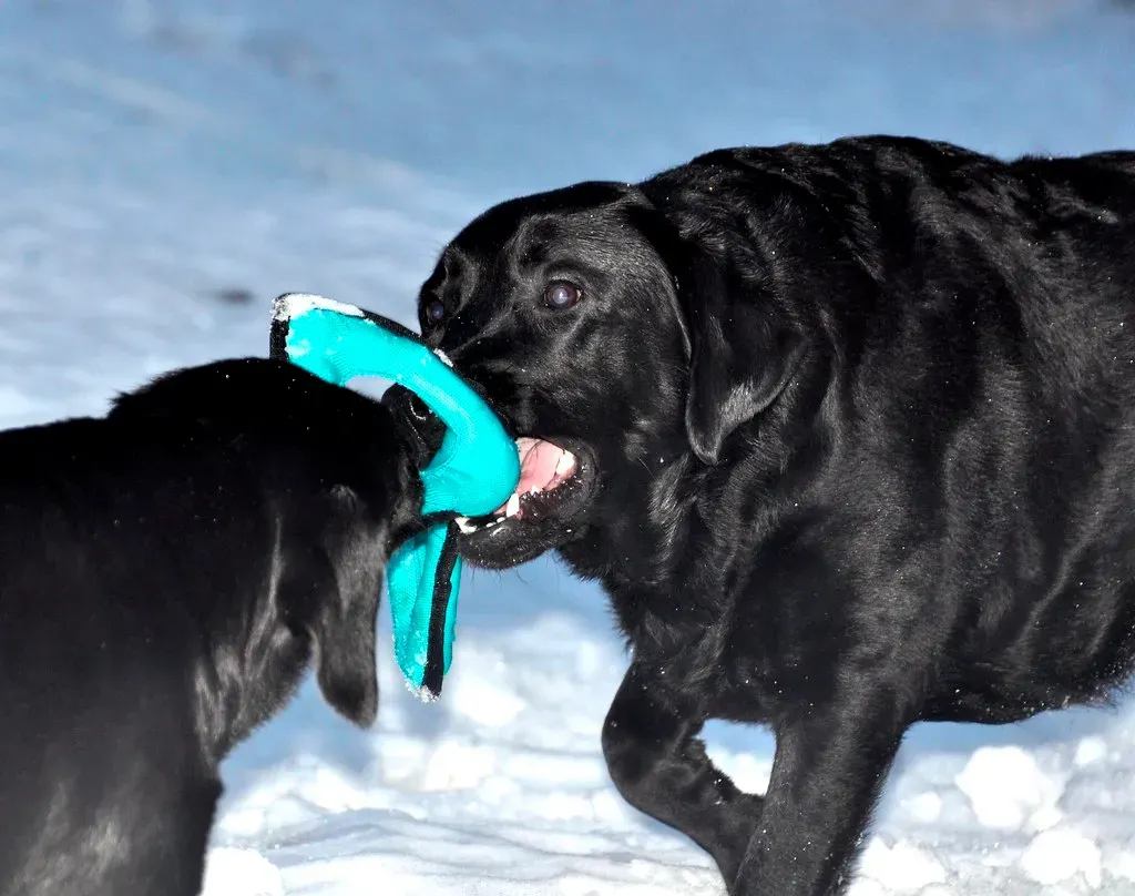 6. Old T-Shirts and Jeans: Tug Toys That Smell Like You (Image Credits: Flickr)