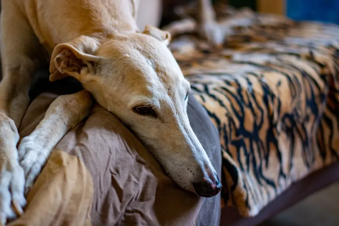 7. Italian Greyhound (Image Credits: Unsplash)