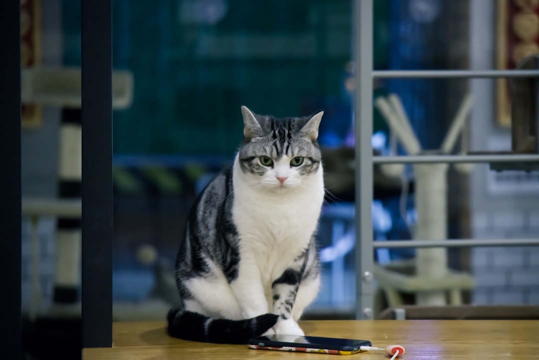 Scent Communication: Your Cat is Claiming You (Image Credits: Unsplash)