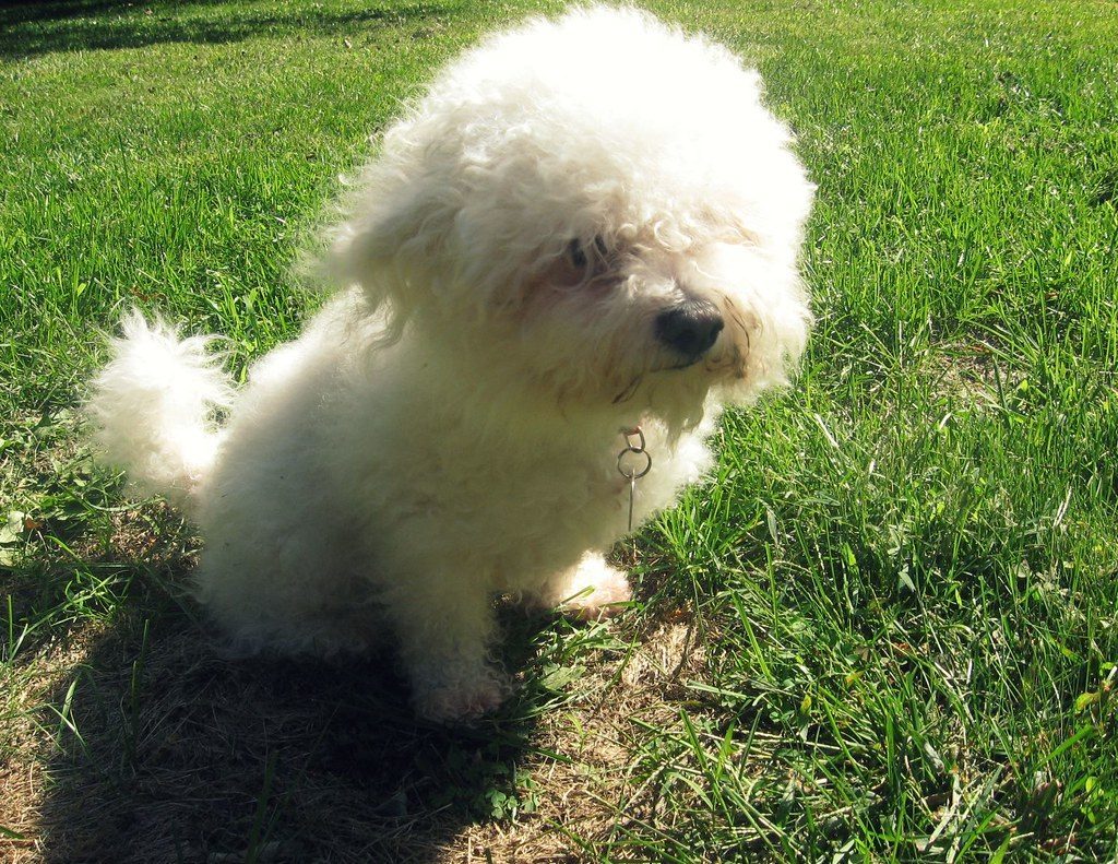 Bichon Frise: Fluffy Cloud of Calm Affection (Image Credits: Flickr)