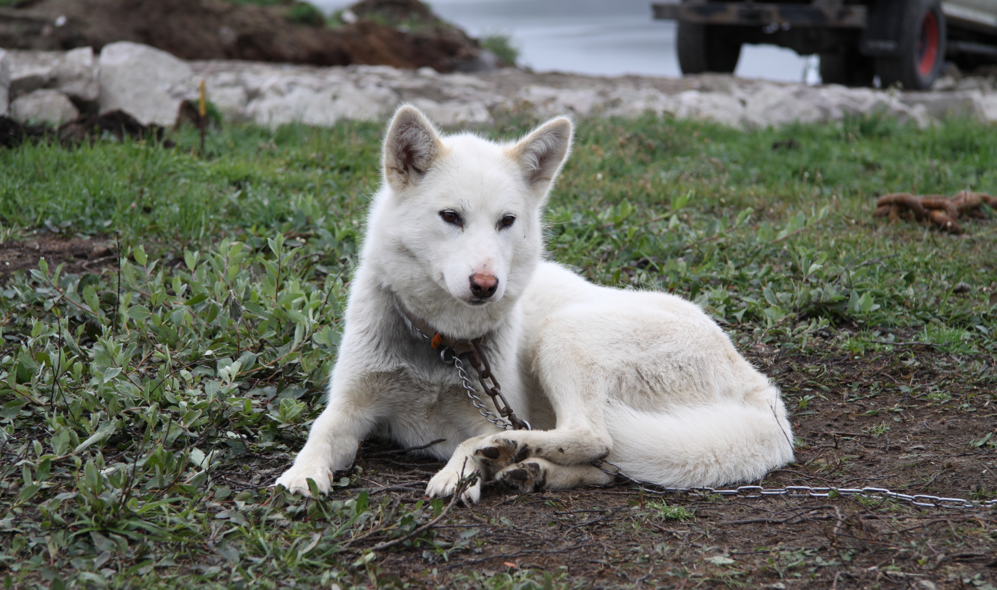 Greenland Dog (Image Credits: Wikimedia)