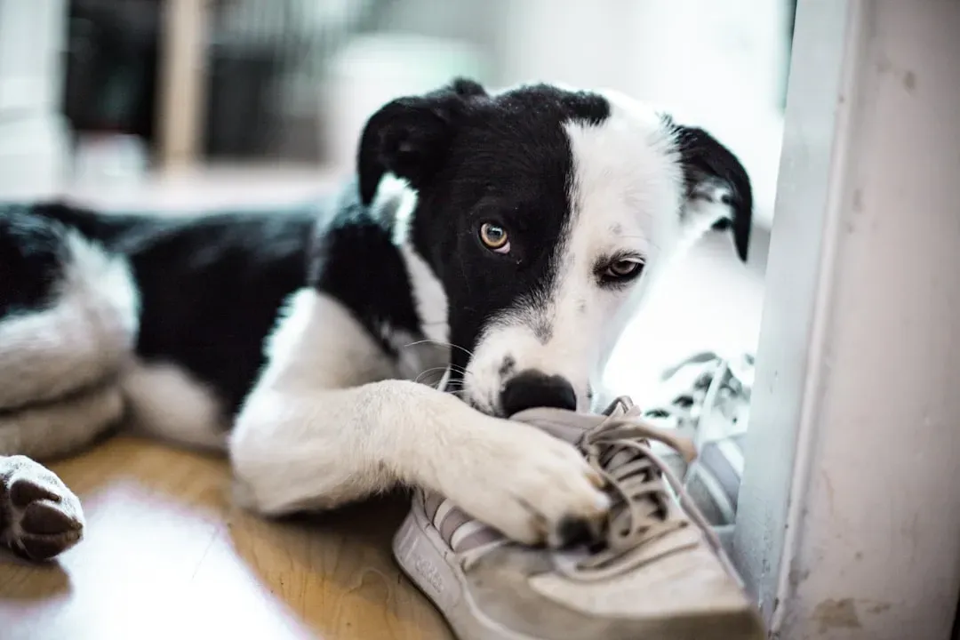 2. They Carry Your Clothes Or Shoes Around The House (Image Credits: Unsplash)