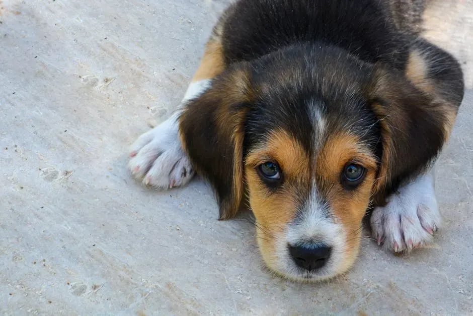 #8: They Make "Puppy Dog Eyes" - on Purpose (Image Credits: Pexels)