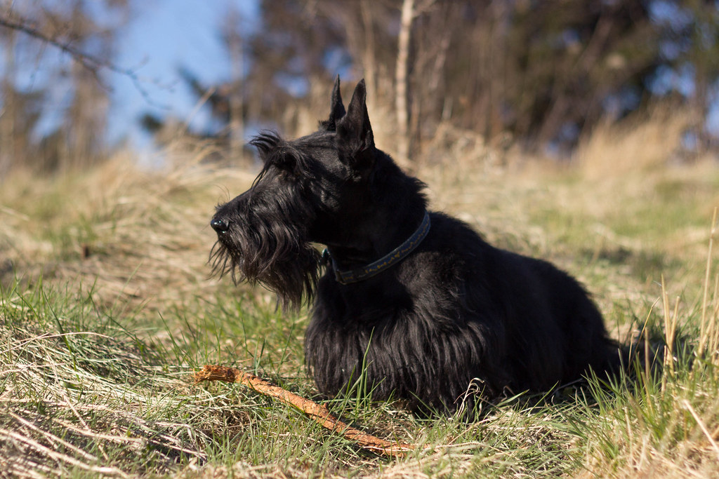 The Compact Scottish Terrier: Big Personality, Small Package (Image Credits: Flickr)