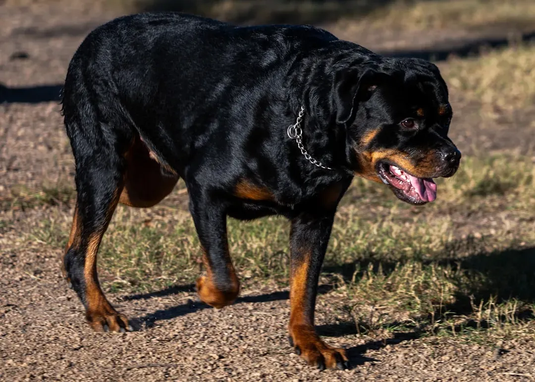 #13 - Overall Rigid Square Stance With Forward Weight Is the Strongest Red Flag (Image Credits: Unsplash)