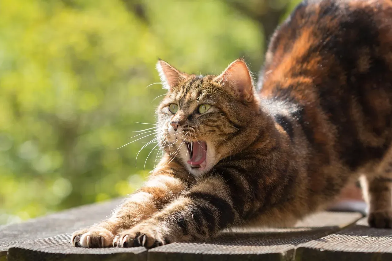 How to Respond to Your Cat’s Nighttime Cuddles (Without Losing Sleep) (Image Credits: Pixabay)