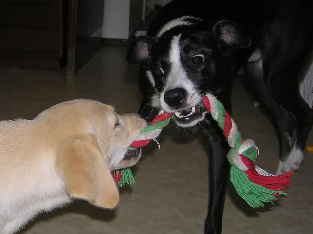 Towel Rope Toy (Image Credits: Flickr)
