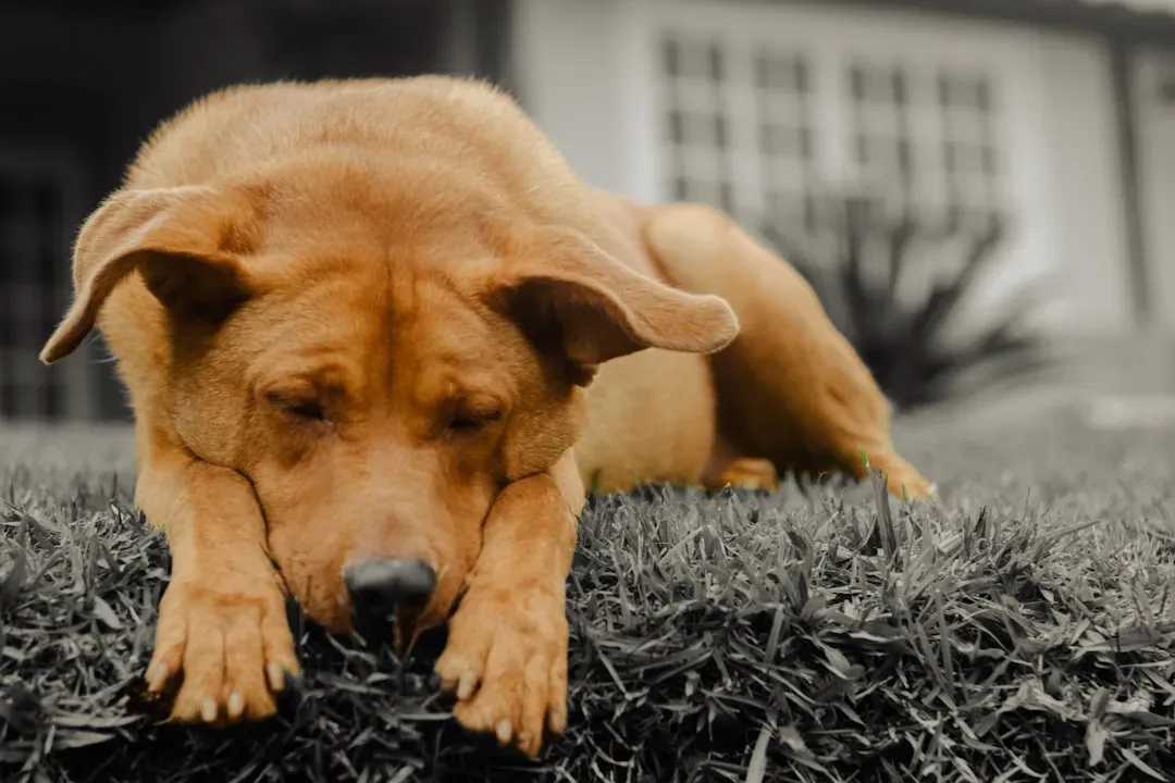 Your Dog Is Stressed Too: How to Read the Signs (Image Credits: Unsplash)