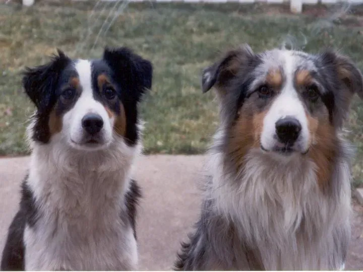 Australian Shepherds: Working Dogs at Heart (Image Credits: Wikimedia)