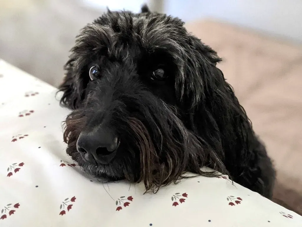 Dogs Read Your Face Better Than You Realize (Image Credits: Flickr)