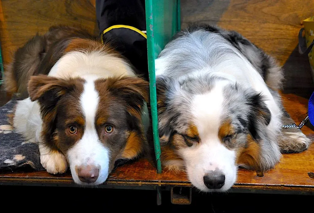 Australian Shepherd: The Active Family Organizer (Image Credits: Flickr)