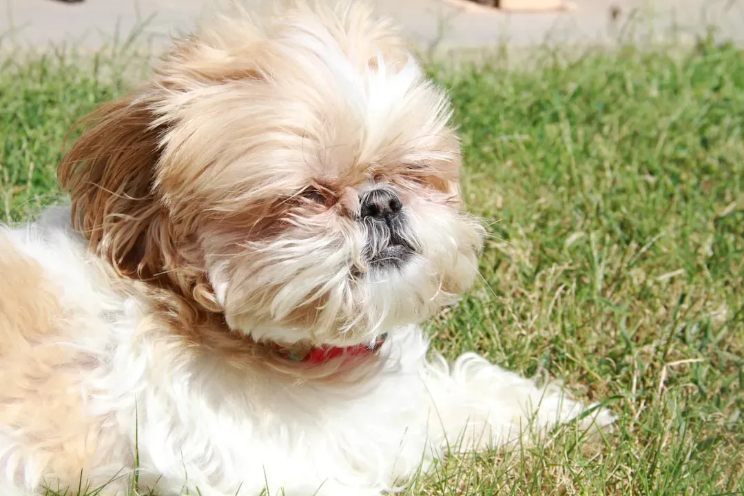 Shih Tzu: The Zen Master (Image Credits: Unsplash)