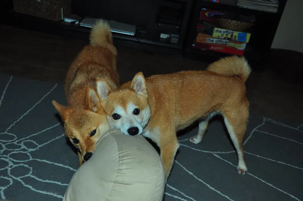 Punishing Your Dog Long After the Fact (_tar0_, Flickr, CC BY 2.0)