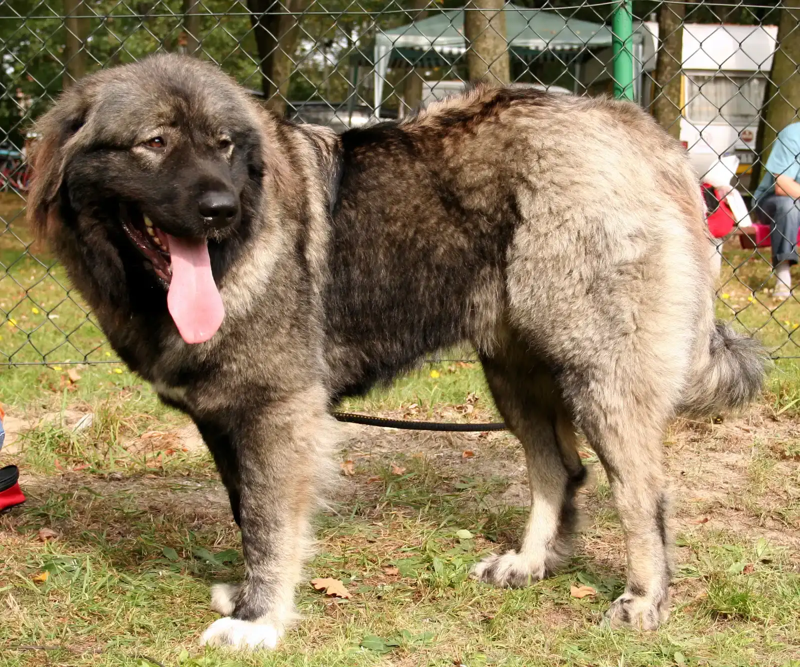 The Caucasian Shepherd: Slow to Warm (Image Credits: Wikimedia)