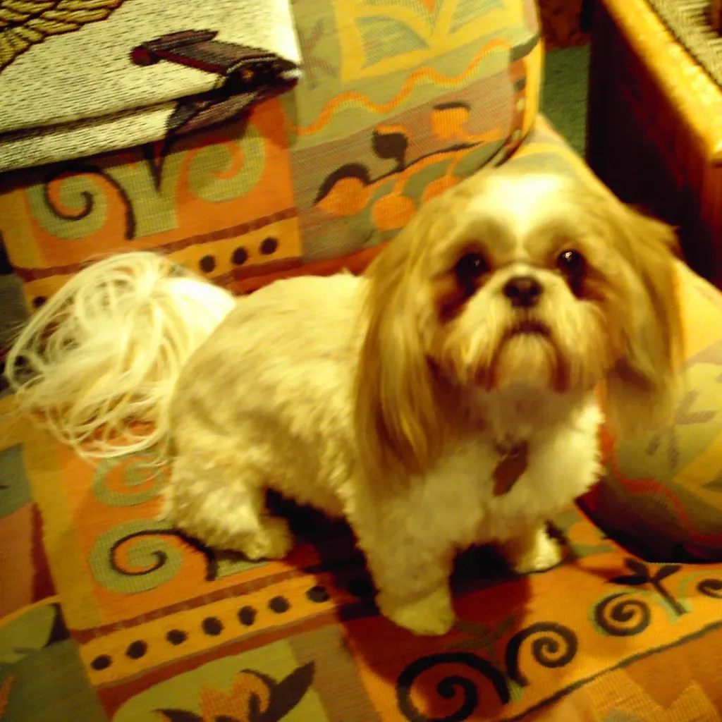 Shih Tzu: The Devoted Shadow for Home-Centered Signs (Image Credits: Flickr)