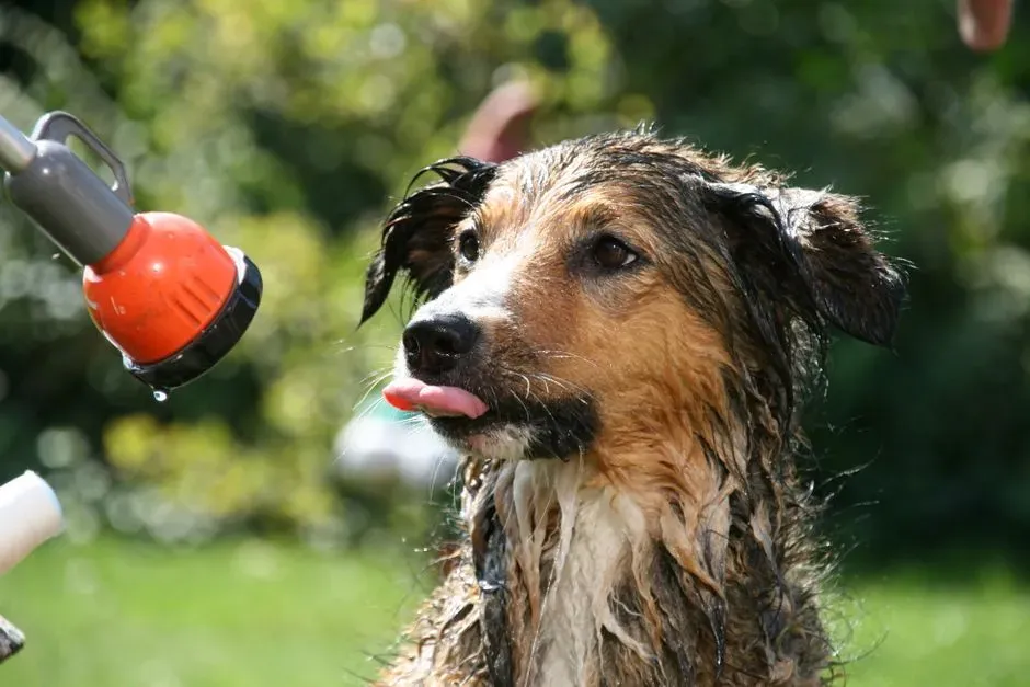 2. Using ice-cold water or ice baths and shocking the system (Image Credits: Pexels)
