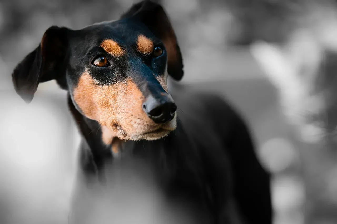 #7 - Hard Forward Ears With Focused Stare Indicate Alert Assessment (Image Credits: Pixabay)