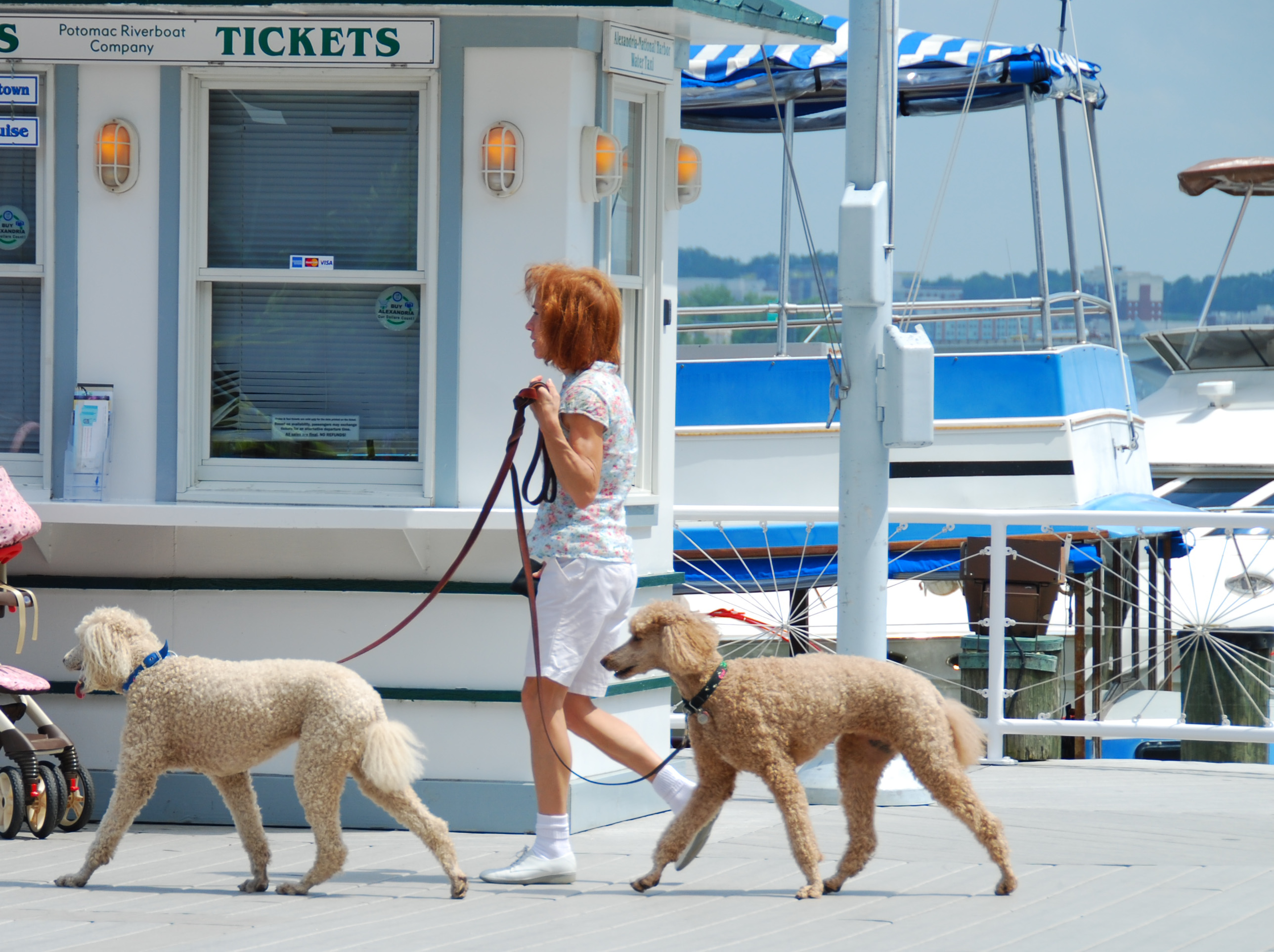 Secure the Dog Safely Without Force (Image Credits: Wikimedia)