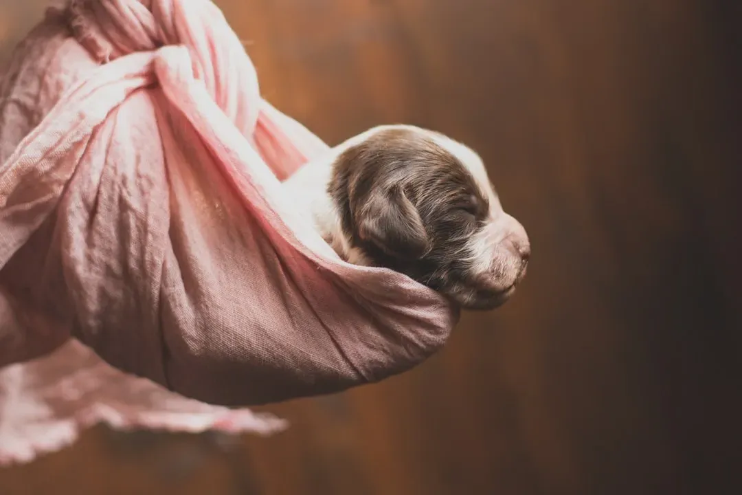 Puppies Are Born Completely Deaf (Image Credits: Unsplash)