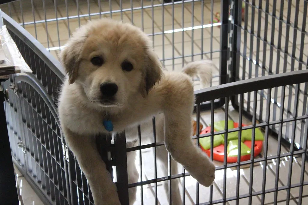 Create Puppy Zones with Baby Gates (Image Credits: Flickr)