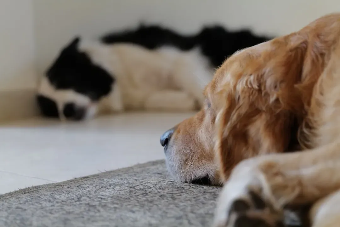 Circling and Sniffing One Spot Repeatedly (Image Credits: Unsplash)