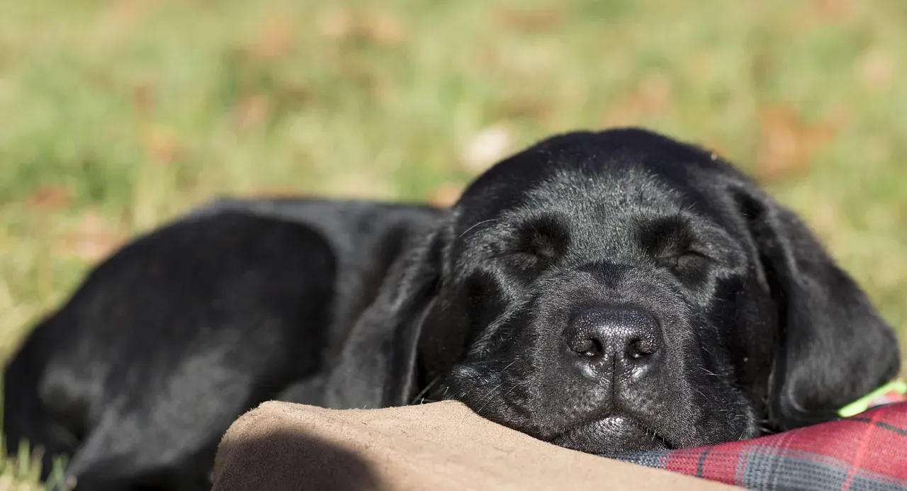 5. The Household Routine: When To Rest And When To Move (Image Credits: Pixabay)