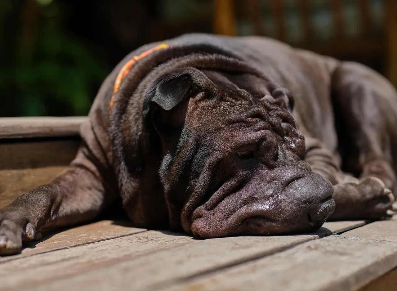 4. Extreme Lethargy and Sleeping Through Everything (Image Credits: Pixabay)
