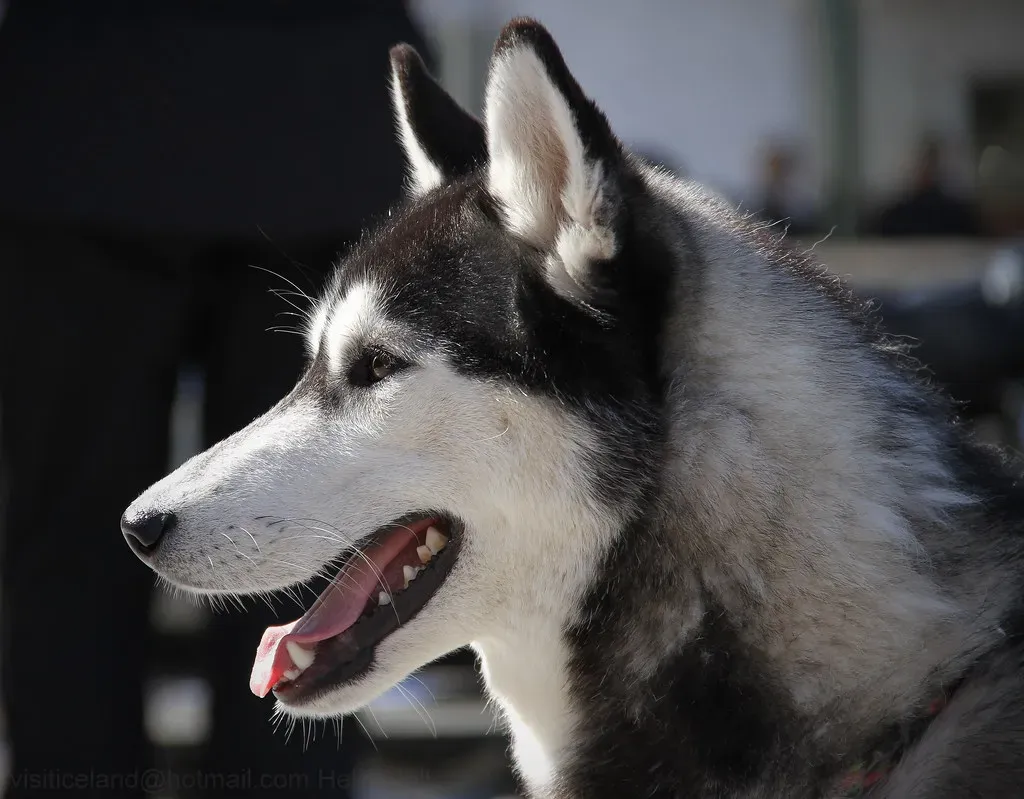 So, Can a Husky Actually Adapt to Alabama's Heat? (Helgi Halldórsson/Freddi, Flickr, CC BY-SA 2.0)