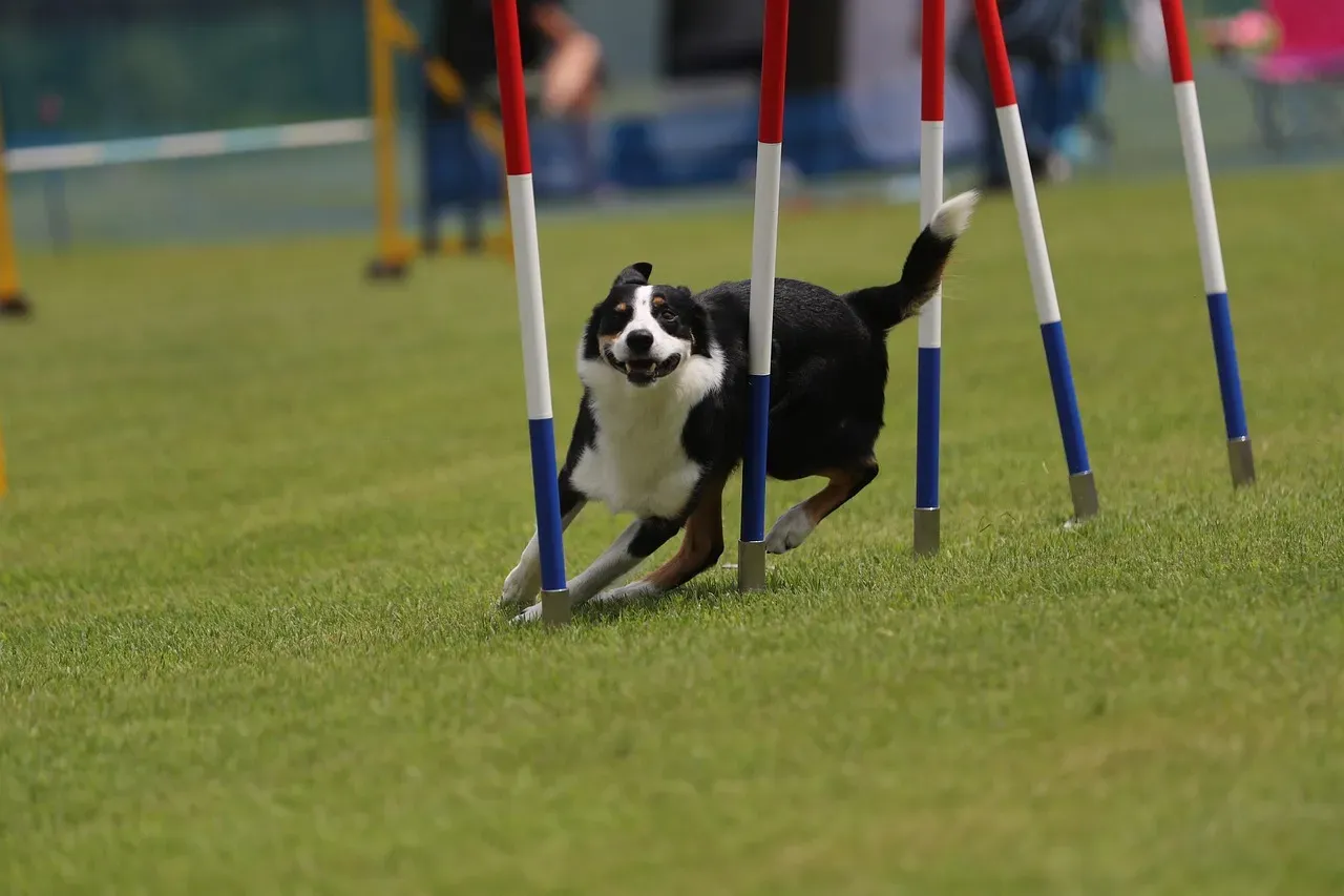 1. Border Collie: The Gold Standard of the Agility World (Image Credits: Pixabay)