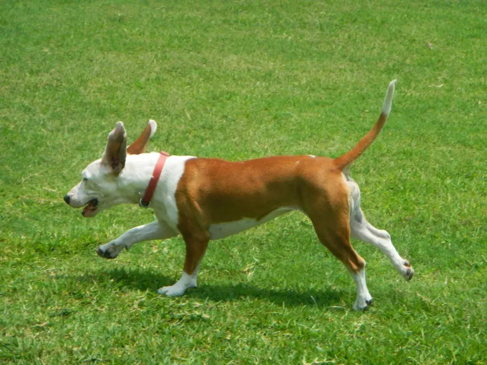 Why Small Dogs Steal the Loyalty Crown (By Ziadtaha, CC BY-SA 3.0)