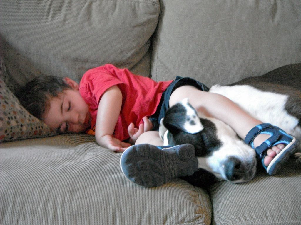 Pit Bulls: The Nanny Dog That Got a Bad Rap (Image Credits: Flickr)