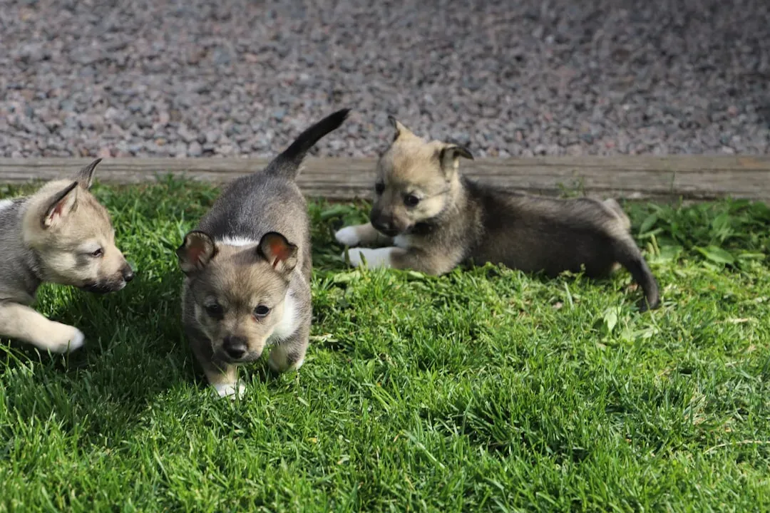 Fact 6: New Packs Are Forming, and Pups Are Being Born (Image Credits: Unsplash)