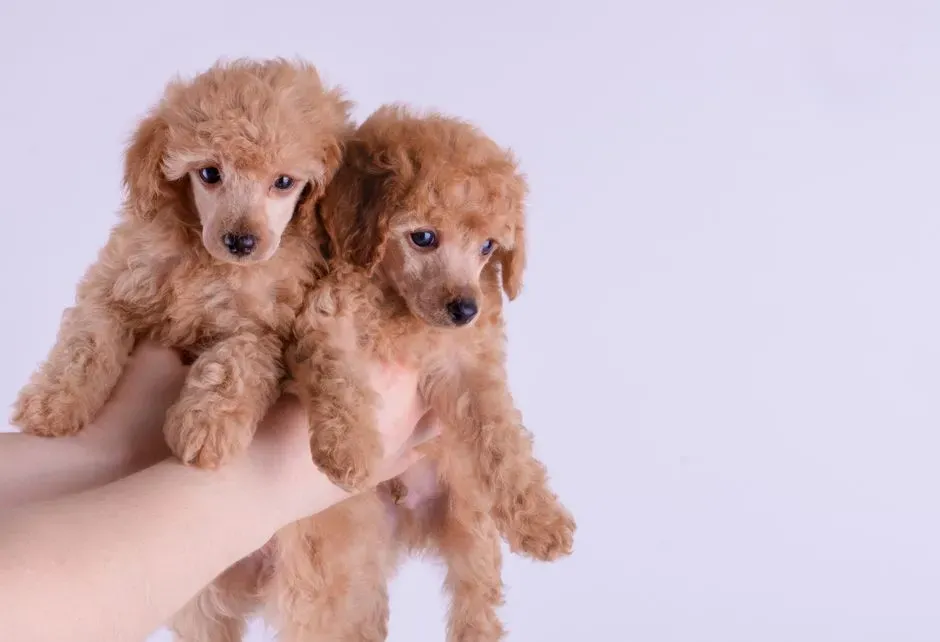 6. Owl Spirit – Poodle (Image Credits: Pexels)