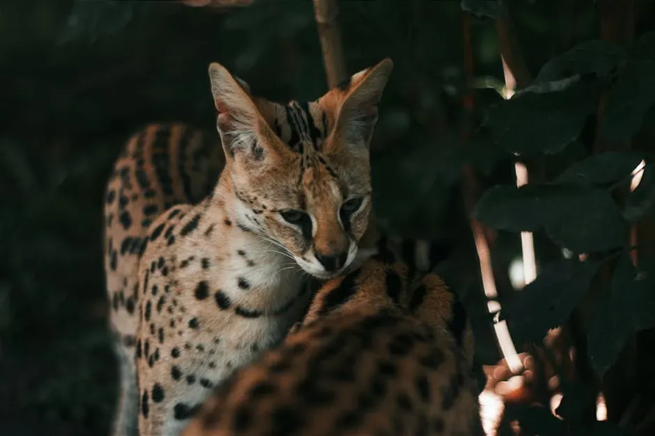 #2. The Savannah Cat: When Hybrid Doesn't Mean House-Ready (Image Credits: Pexels)