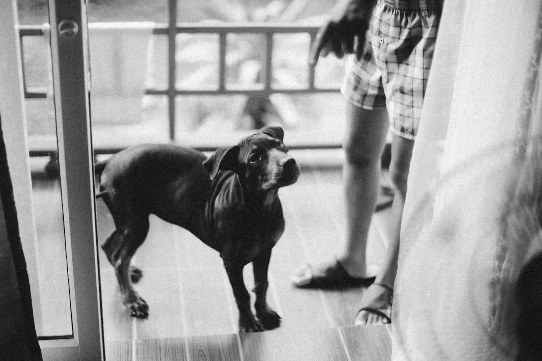 Your Dog Reads Your Departure Before You Even Leave (Image Credits: Unsplash)